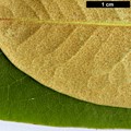SpeciesSub: subsp. aureodorsale